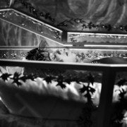 Blancanieves - galeria zdjęć - filmweb
