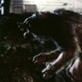Zły wpływ księżyca - galeria zdjęć