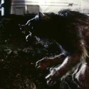 Bad Moon - galeria zdjęć - filmweb