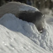 Prehistoryczna planeta - galeria zdjęć - filmweb