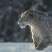 Prehistoric Planet - galeria zdjęć - filmweb