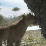 Prehistoric Planet - galeria zdjęć - filmweb