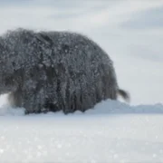 Prehistoric Planet - galeria zdjęć - filmweb