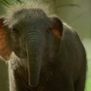 Prehistoric Planet - galeria zdjęć - filmweb