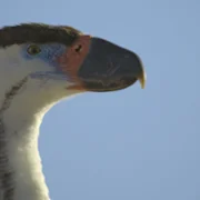 Prehistoric Planet - galeria zdjęć - filmweb