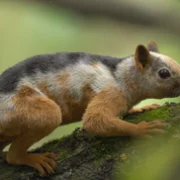 Prehistoric Planet - galeria zdjęć - filmweb