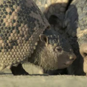 Prehistoric Planet - galeria zdjęć - filmweb