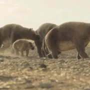 Prehistoric Planet - galeria zdjęć - filmweb