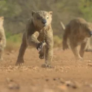 Prehistoric Planet - galeria zdjęć - filmweb