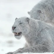 Prehistoric Planet - galeria zdjęć - filmweb