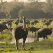 Prehistoric Planet - galeria zdjęć - filmweb