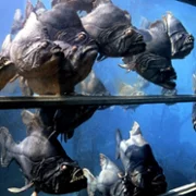 Piranha - galeria zdjęć - filmweb