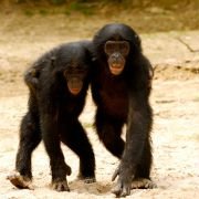 Bonobos - galeria zdjęć - filmweb