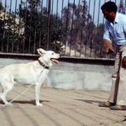 White Dog - galeria zdjęć - filmweb