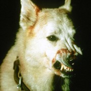 Biały pies - galeria zdjęć - filmweb