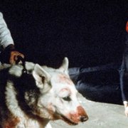 Biały pies - galeria zdjęć - filmweb