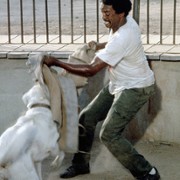Biały pies - galeria zdjęć - filmweb