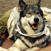 White Fang - galeria zdjęć - filmweb