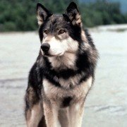 White Fang - galeria zdjęć - filmweb
