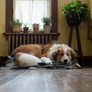 A Dog's Journey - galeria zdjęć - filmweb