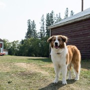 A Dog's Journey - galeria zdjęć - filmweb