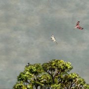 Milo and the Magpies - galeria zdjęć - filmweb