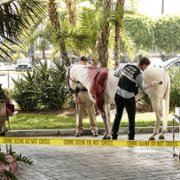 CSI: Vegas - galeria zdjęć - filmweb