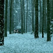 Fritt vilt III - galeria zdjęć - filmweb
