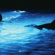 Le grand bleu - galeria zdjęć - filmweb