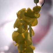 Upstream Color - galeria zdjęć - filmweb