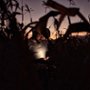 Jaripeo - galeria zdjęć