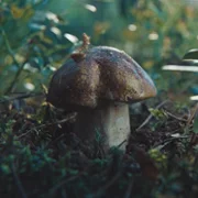 Grzyby - galeria zdjęć - filmweb