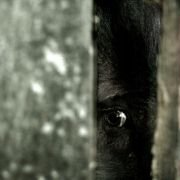 The Abandoned - galeria zdjęć - filmweb