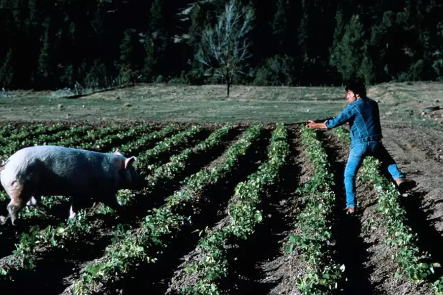 Fasolowa wojna - galeria zdjęć - filmweb