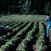 The Milagro Beanfield War - galeria zdjęć - filmweb