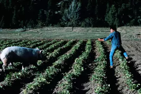 Fasolowa wojna - galeria zdjęć - filmweb