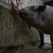 Człowiek wszystkożerny - galeria zdjęć - filmweb