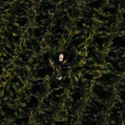 Omnivore - galeria zdjęć - filmweb