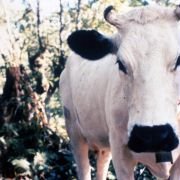 Vacas - galeria zdjęć - filmweb