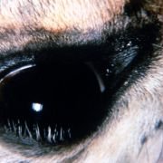 Vacas - galeria zdjęć - filmweb