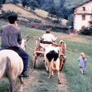 Krowy - galeria zdjęć - filmweb