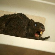 Zombeavers - galeria zdjęć - filmweb