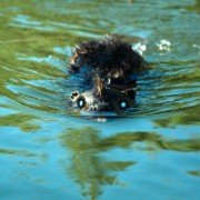 Zombeavers - galeria zdjęć - filmweb