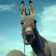 IO - galeria zdjęć - filmweb