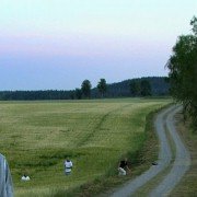 De ofrivilliga - galeria zdjęć - filmweb