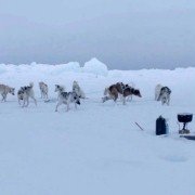 Aningaaq - galeria zdjęć - filmweb