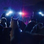DogMan - galeria zdjęć - filmweb