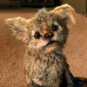 Chupa - galeria zdjęć - filmweb