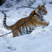 Il Ragazzo e la Tigre - galeria zdjęć - filmweb