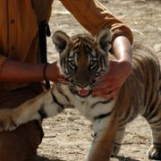Il Ragazzo e la Tigre - galeria zdjęć - filmweb